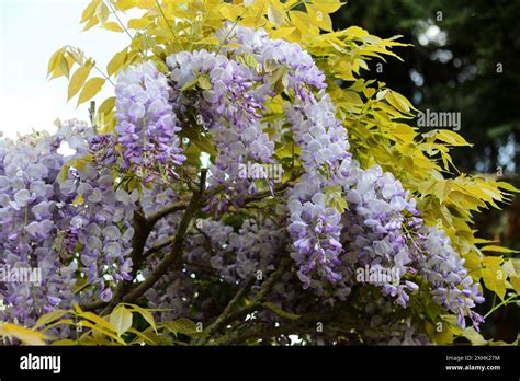 Wisteria Leaf Hi Res Stock Photography And Images Alamy