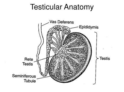 Testis Cross Section Anatomy