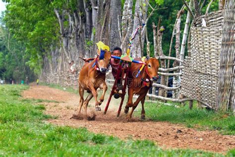 KARAPAN SAPI editorial photo. Image of indonesia, danger - 83132886