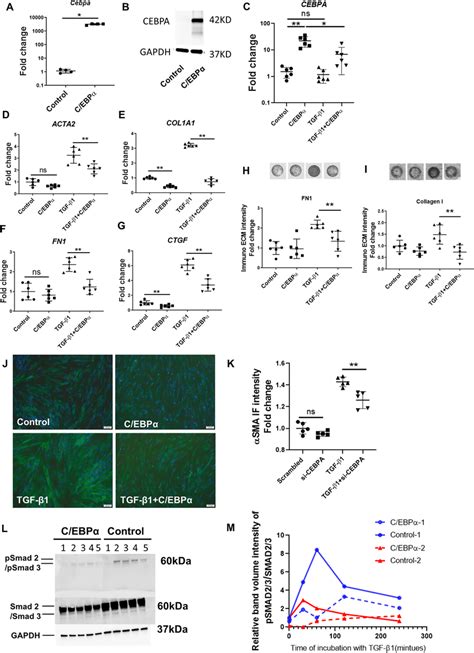 Cebpa Overexpression In Ipf Derived Fibroblasts Reduces Their Download Scientific Diagram