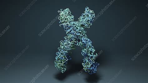 Chromosome Illustration Stock Image F0307086 Science Photo Library