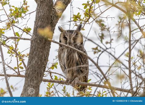 Northern White Faced Owl X Ptilopsis Leucotis Stock Photo Image