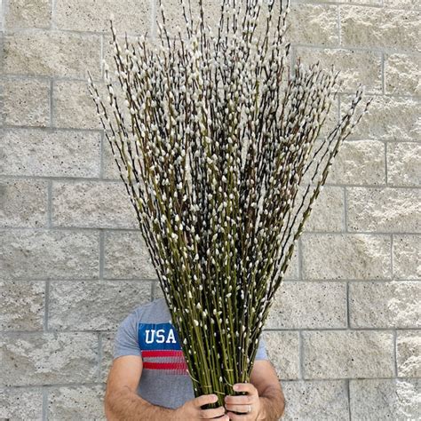 Pussy Willow Etsy