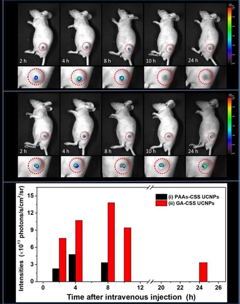 In Vivo Ucl Images Of Hepg Tumor Bearing Nude Mice After Iv Injection