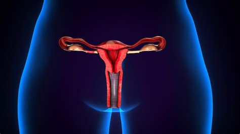 Premium Photo Female Reproduction System 3d Illustration