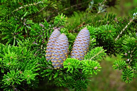 Pohon Cemara Kerucut Pinus - Foto gratis di Pixabay - Pixabay