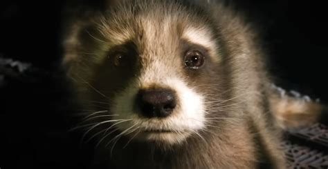 Adorable Test Footage of Young Rocket Raccoon From GUARDIANS OF THE ...