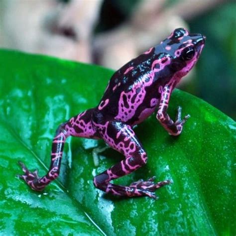 Clown Frog Facts and Pictures | Amphibian Fact