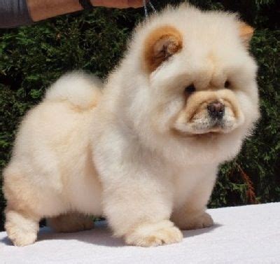 79+ Mini Chow Chow Puppies - l2sanpiero