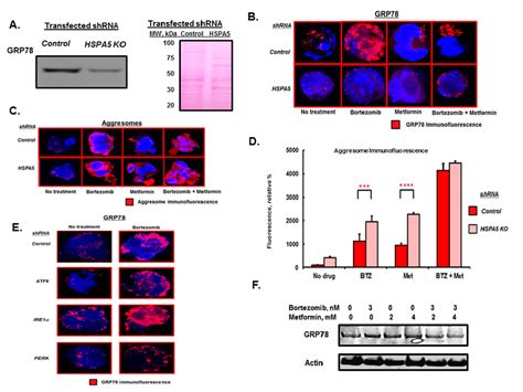 Hspa5 Knockdown Effect On Aggresome Formation A Western Blot Of Grp78 Download Scientific