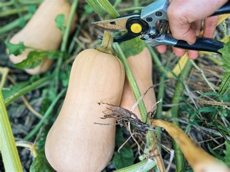 When To Harvest Butternut Squash