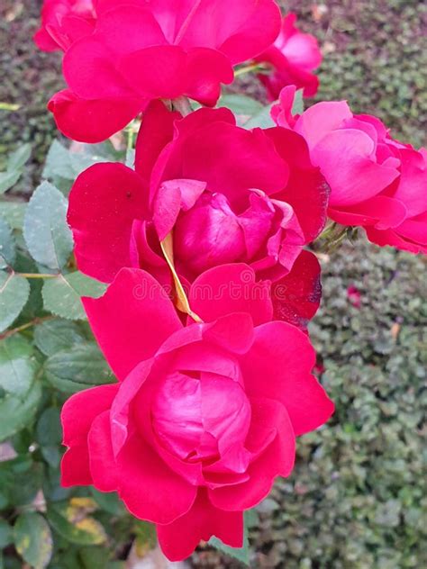 Rosas Rojas En La Plena Floraci N Imagen De Archivo Imagen De Flores