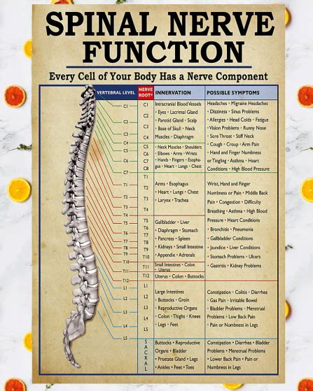 the spiral nerve function poster is displayed on a white marble surface ...