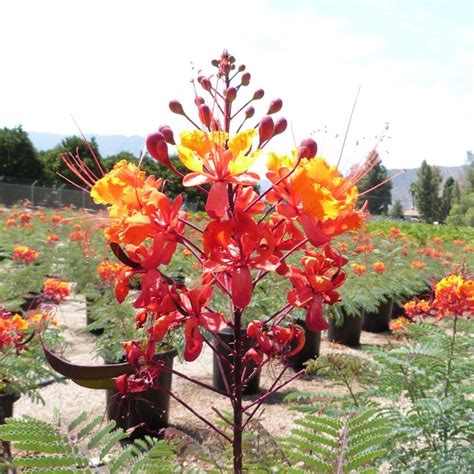 Red Bird Of Paradise Star Nursery Garden And Rock Centers