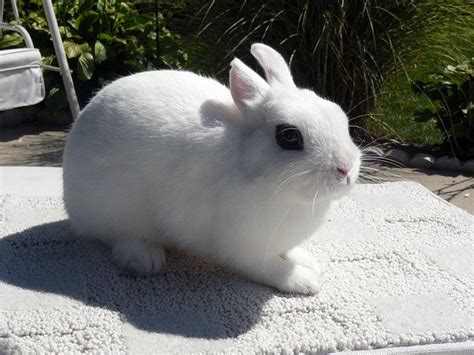 Dwarf Hotot Rabbits | USA Rabbit Breeders