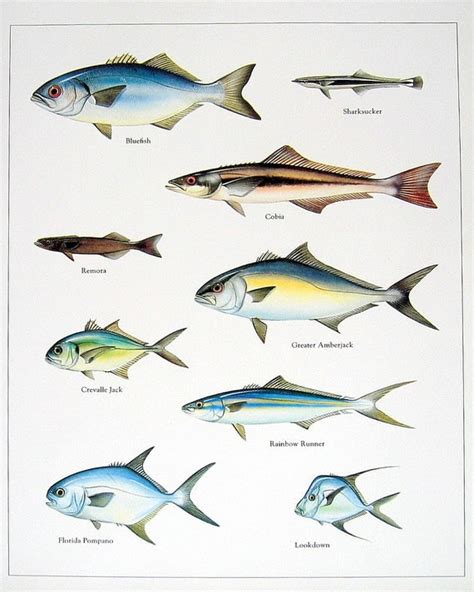 Gulf Of Mexico Fish Species Chart