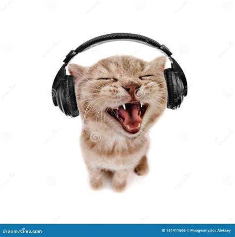 El Gatito Escucha La Música En Auriculares Foto de archivo Imagen de