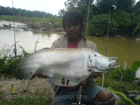 Renjer Sungai: INFO TENTANG IKAN BELIDA.