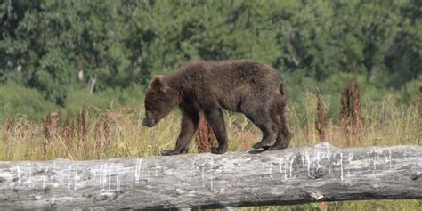 Alaska Wildlife Photography Tours - Adventure Photography