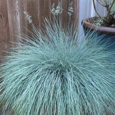 Festuca Glauca Intense Blue Sinjezelena Bilnica Drevesnica KURBUS