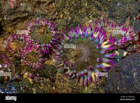 Aggregating Anemone Anthopleura Elegantissima Point Of Arches