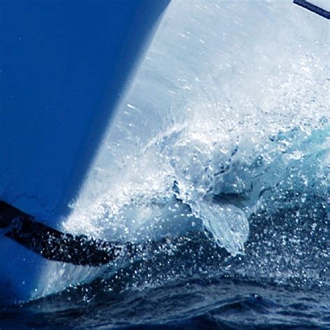 Orca Attacks: What You Need To Know And How To Protect Your Boat