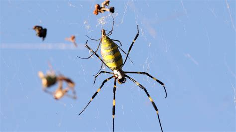 Joro Spiders What To Know About The Big Flying Arachnids