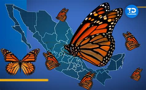 Mariposas monarca cuándo llegan a México en 2023 Telediario México