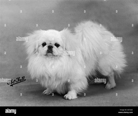 Fall Pekingese 1938 Stock Photo Alamy