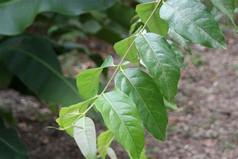 Curiosidades y récords de las plantas