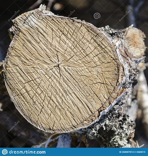 Round Section Of A Tree Trunk Stock Photo Image Of Material