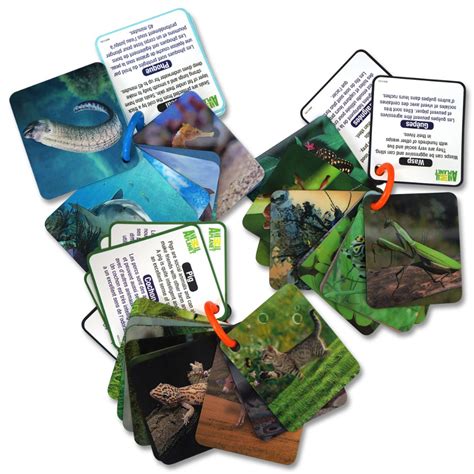 Animal Planet 3D Creatures Flash Cards Set - Set of 3