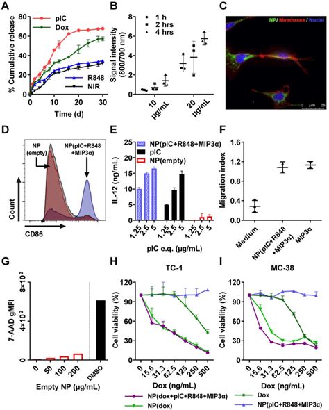 In Vitro Cumulative Release Kinetics Cellular Uptake DC Activation