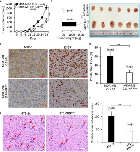 Frontiers The MiR 124 3p Neuropilin 1 Axis Contributes To The