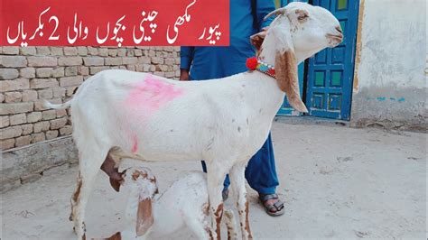 ماشااللہ پیور مکھی چینی بچوں والی بکریاں فار سیل Makkhi Chini breed