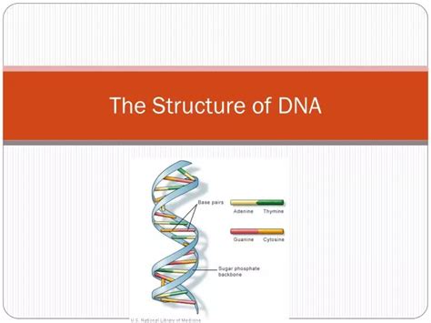 Ppt The Structure Of Dna Powerpoint Presentation Free Download Id