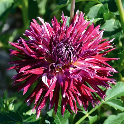 Dahlia Dentelle Colorama Ernest TURC