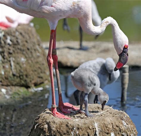 Pictures and information on Lesser Flamingo