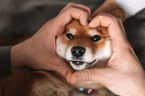 Cachorro shiba inu en el corazón de las manos lindo cachorro shiba inu