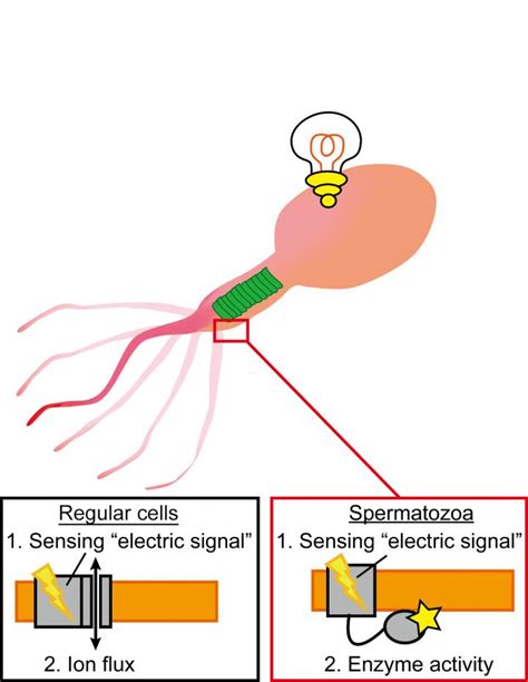 Fig [image] Eurekalert Science News Releases