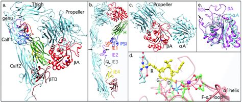 Structure Of The Integrin Ectodomain A Ribbon Drawing Of The Bent