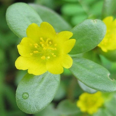 Portulaca oleracea Seeds - Alsagarden