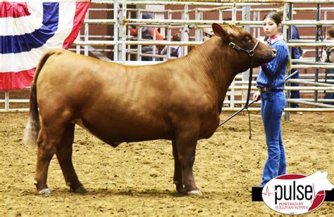 San Angelo Stock Show I Junior Steer British Division The Pulse