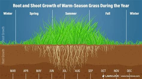 An Ultimate Guide To Grass Types