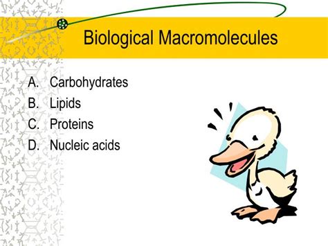 Ppt Biological Macromolecules Powerpoint Presentation Free Download