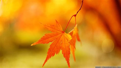 Cool Leaf Wallpapers Top Free Cool Leaf Backgrounds Wallpaperaccess