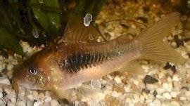 Corydoras Aeneus Schultzei Pantsermeerval Tropische Vissen