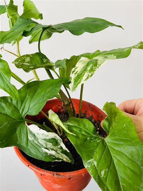 Syngonium Albo Variegated Marble Trailing Vine With New Leaves