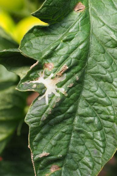 South American tomato moth – potential to devastate tomato crops | Biobest