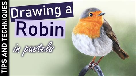 How To Draw A Robin In Pastels Realistic Bird Drawing Youtube